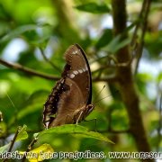 Tengragiri Wildlife Sanctuary
